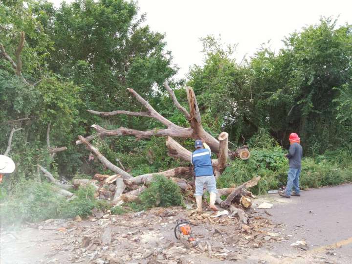 FUE NECESARIO TALAR UN VIEJO ÁRBOL DE HUANACAXTLE