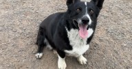 Opie, el perro corgi que huyó en una tormenta y fue hallado a 3 mil km de su hogar