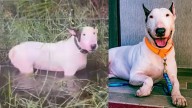 Charges dropped against man accused of leaving dog tied to fence on I