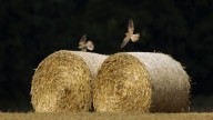 South Sound ranches targeted with fraudulent purchases of hay, losing thousands of dollars