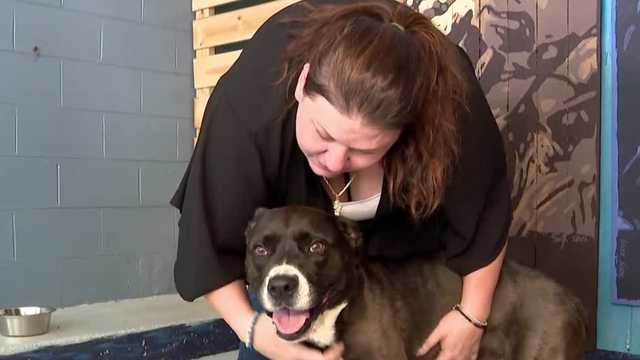 Woman adopts dog after seeing its previous owner drag it by the leash