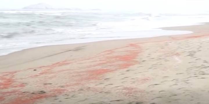 Reportan inusual situación en una playa al sur de Lima por la aparición de miles de arañas de mar y krills