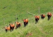 Un brote de tuberculosis bovina obliga a sacrificar 90 vacas en una ganadería de Bergara
