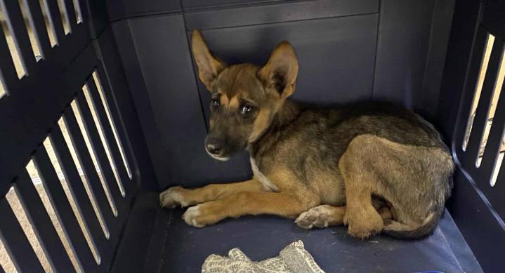 Devastation as dingo pup loses fight for life