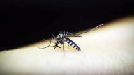 Tricity records 160 dengue cases from Jan to Oct, 95% decline from 3,173 in same period last year