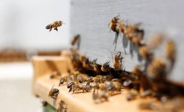 Una invasión de abejas mete miedo en un barrio de La Plata