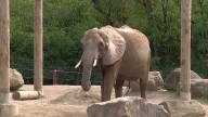 Animal rights group demands release of Pittsburgh Zoo elephants