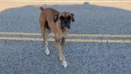 Texas Dog Wanders Alone For Days Until A Rescuer Offers Him His First Gentle Embrace