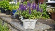 How To Keep Your Salvia Plants Happy And Healthy During Winter