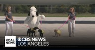 Snoopy helps deliver future service dogs to Los Angeles on Goodyear Blimp