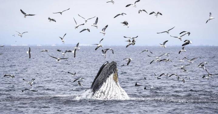 'Exceedingly rare': B.C. humpback's death may be first linked to whale