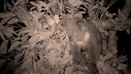 Yanchep National Park unveils sneak peek of their first baby koala in 15 years