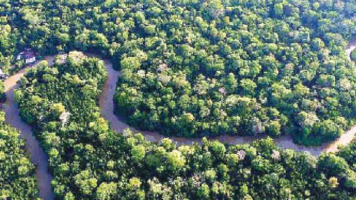 India rises to 9th spot globally in total forest area, as per FAO report