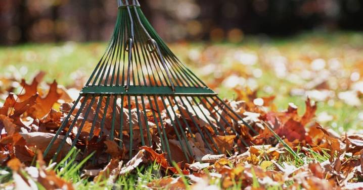 Need to dispose of leaves in Charleston? Here's the fall leaf collection schedule