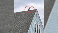 Connecticut Firefighters Rush To Save A Dog Found Perched On A Rooftop