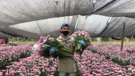 Florverde Sustainable Flowers, con 29 años de trayectoria, reduce 63 % el uso de plaguicidas y certifica más de 9.000 hectáreas en Colombia y Ecuador