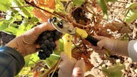 La DO León vendimia tres millones de kilos de uva de gran calidad que permitirá elaborar excelentes vinos