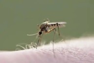 Así va la incidencia del dengue en Hidalgo