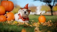 Intoxicación en mascotas por dulces: un riesgo que crece en Halloween -