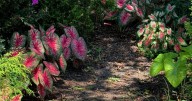 ON GARDENING: A 'Heart' for a river of caladiums