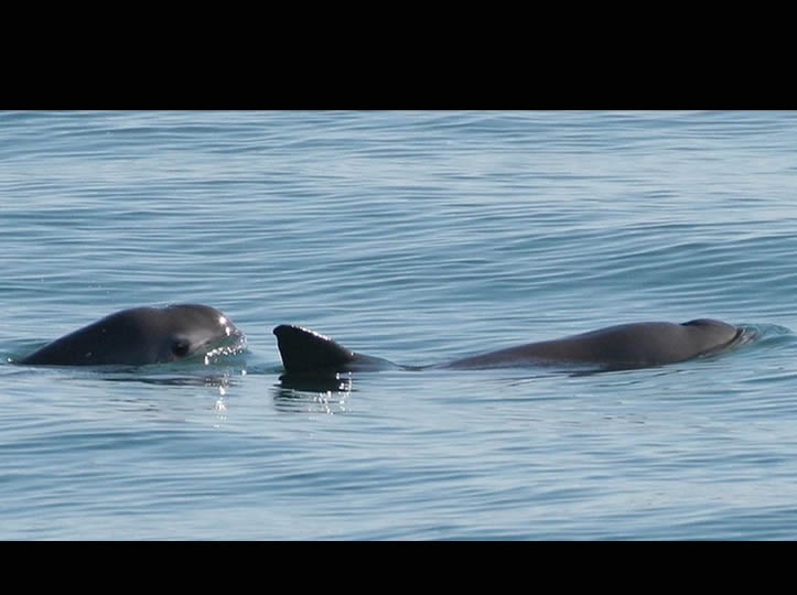 Avistan entre siete y diez vaquitas marinas en el Alto Golfo de California