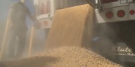 US-China tariff stalemate threatens Nebraska’s soybean industry