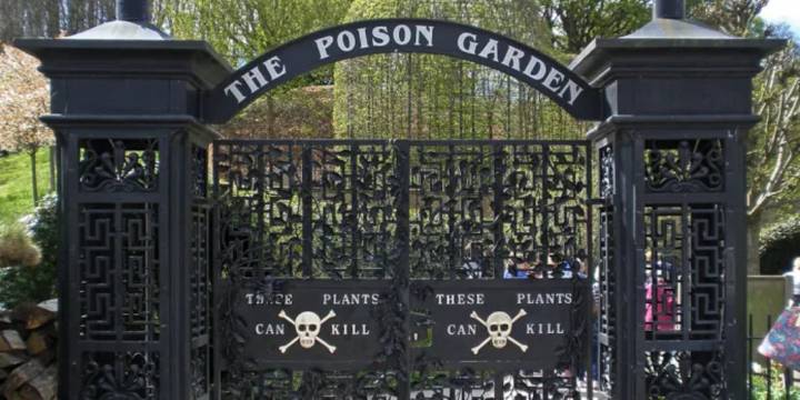 Mandrágoras, ortigas letales y leyendas espeluznantes en Inglaterra: así es el jardín venenoso más peligroso del mundo