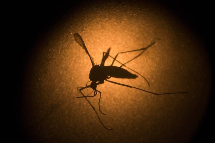 San Gabriel Valley resident catches mosquito-borne dengue virus, a first this year