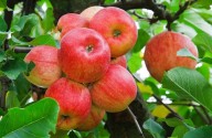 Apple Growers in J&K to Get crop insurance cover soon: Govt