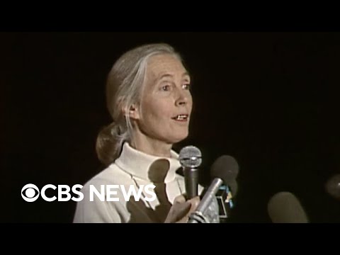 From the archives: Jane Goodall speaks about her chimpanzee research at West Virginia University