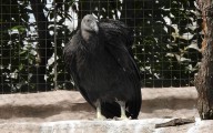Cóndor de California llega al Centro de Conservación de la Vida Silvestre de San Juan de Aragón