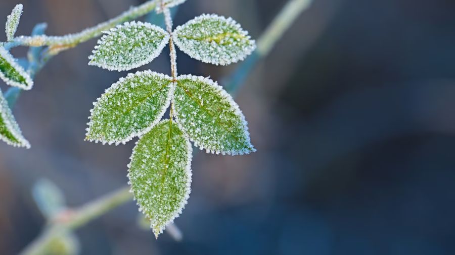 What to expect for Halloween week as temperatures dip into the 30s