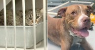Las Vegas may ban dog, cat sales in pet stores