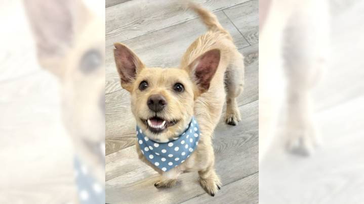 Terrier Rusty loves to interact with new human friends
