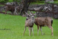 Why are so many deer attracted to Oakland Hills neighborhood?