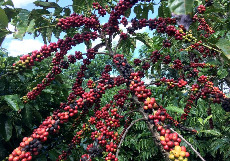 Brazil poised to lead global robusta coffee farming on expansion potential, report says