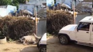 Rajasthan: Bull Killed After Being Repeatedly Run Over By Bolero SUV In Sikar; Heart