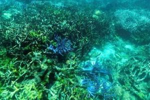 Top nature group to unveil new ‘red list’ of threatened species