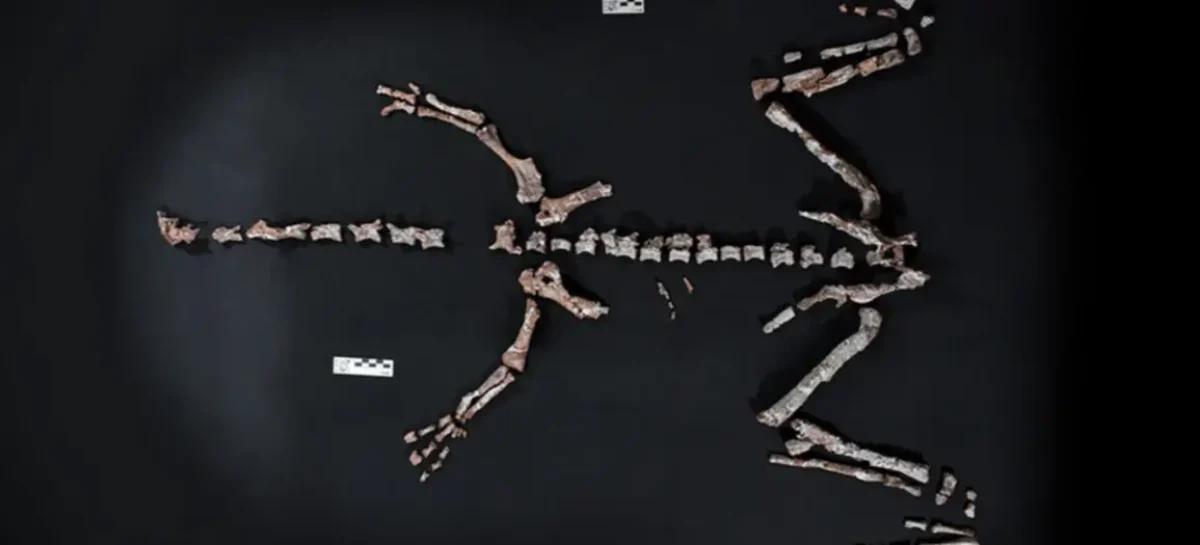 HALLAN RESTOS FÓSILES DE DINOSAURIO QUE VIVIÓ HACE 230 MILLONES DE AÑOS EN LA RIOJA