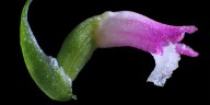 Flores fantasma y orquídeas únicas: las especies japonesas que sobreviven sin luz y dependen de hongos subterráneos