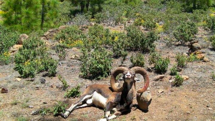 El nuevo plan del Teide apuesta por la eliminación del muflón en cinco años