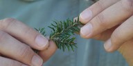 Environment Educator opens discussion about tree health