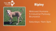 Fetch ME a Home: Ripley the puppy seeks a home