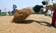 Odisha Targets 93 Lakh MT Paddy for KMS 2025–26 | Aadhaar & Satellite-Based Verification
