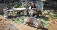 Wombats caught in Canberra custody feud