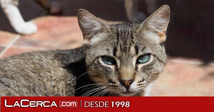 El programa de Control de Colonias Felinas ya llega a 1.300 gatos de 82 municipios conquenses tras 270.000 euros