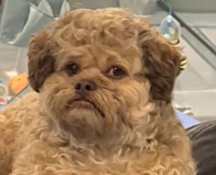 Dog with human-like face goes viral on TikTok with 25 million views