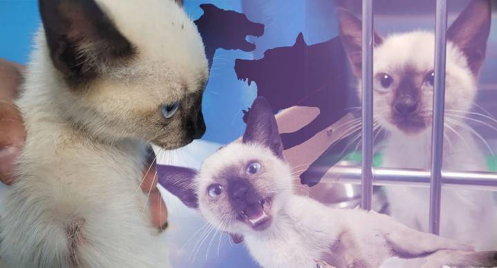 Gatita herida por perros en Hermosillo lucha por recuperar movilidad; asociación solicita apoyo para cubrir sus gastos