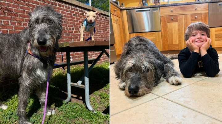 Family In Massachusetts Gifts A Dog To Their Son, Documenting Her Remarkable Growth