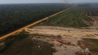 El tamboril no salva bosques